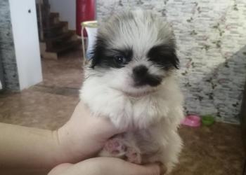 Щенки пекинеса