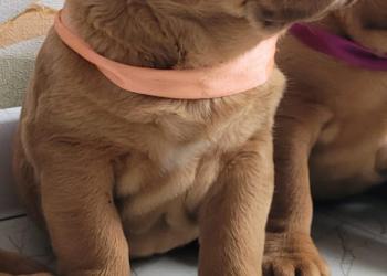 Щенки Бордоского Дога