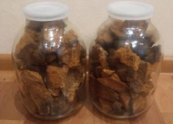 Берёзовый гриб чага