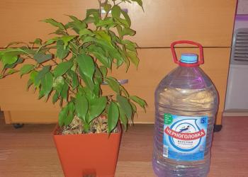 Фикус бенджамина