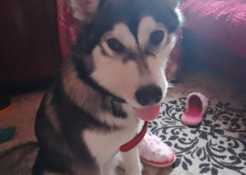 Сибирский хаски