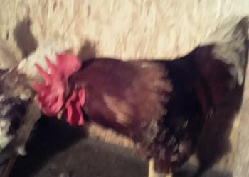 Продам петушка