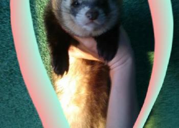 Хорьки соболи норки ласки и хомяки и крысы.