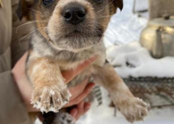 щенки дворняжки