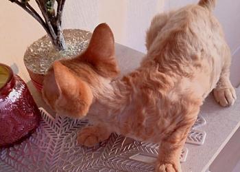 Котята Девон-Рекс из питомника