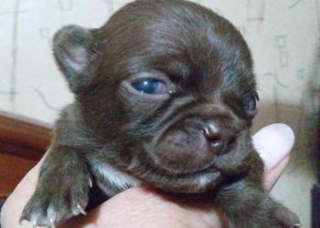 Лиловый мальчик