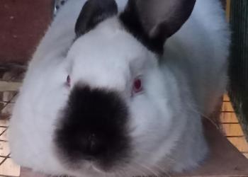 Продам кроликоа