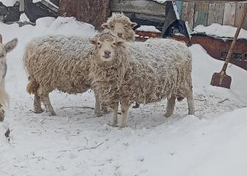 Продаю двух дойных коз,двух овец