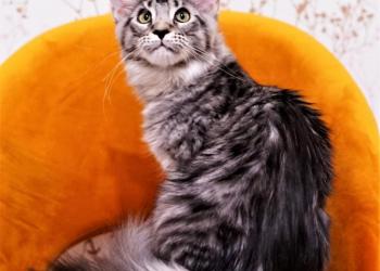 Котята мэйн куны из питомника от титулованных родителей