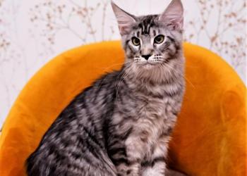Котята мэйн куны из питомника от титулованных родителей