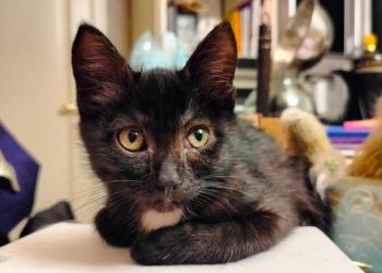 отдам в добрыеруки