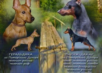 Щенки