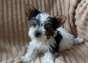 Щенок бивера