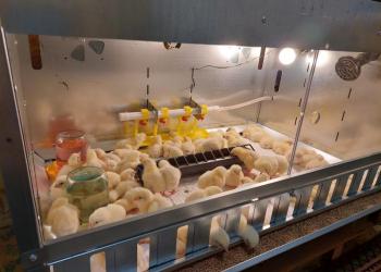 Цыплята бройлера недельные