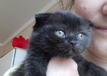 Продаю котят