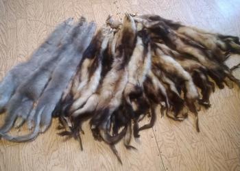 Шкурки хорьки и норки