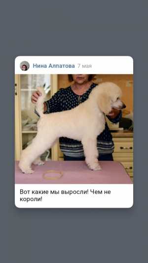Продажа- щенки королевского пуделя