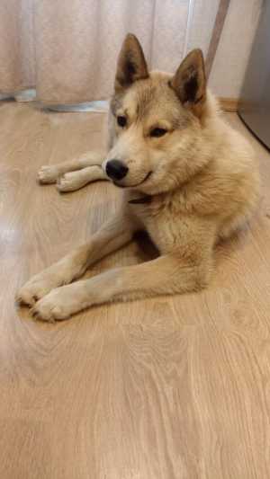 Собака в добрые руки!