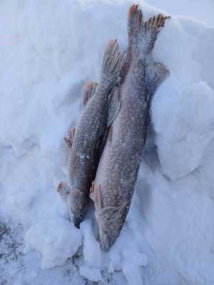 Продам свежемороженую Щуку