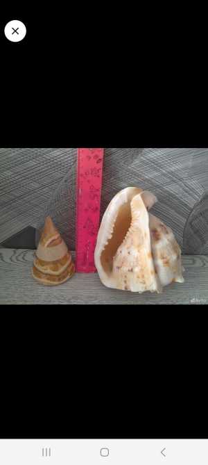 Ракушка и конус. Натуральные