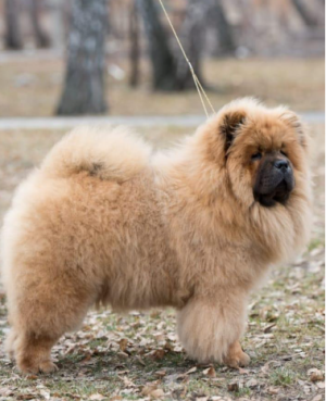 Щенки чау-чау 2мес