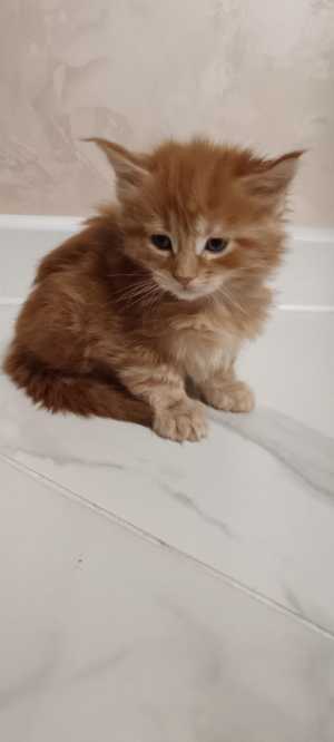 Котенок Мейн-Кун