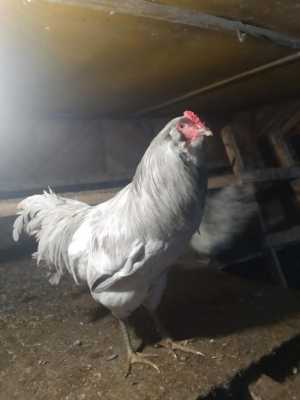 Петухи амераукана