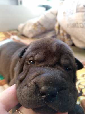 Продам щенков шар-пея.