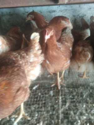 Куры молодые 3-4 месяца цена договорная