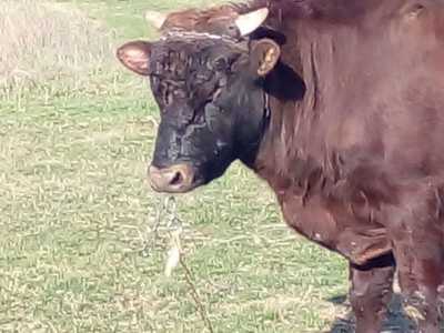 Продажа бычка