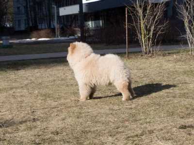 Продажа щенков