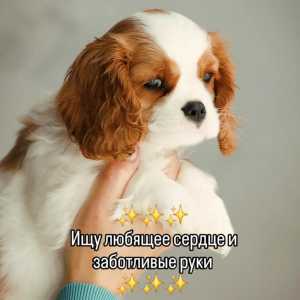 Щенки ККЧС со всеми документами, РКФ