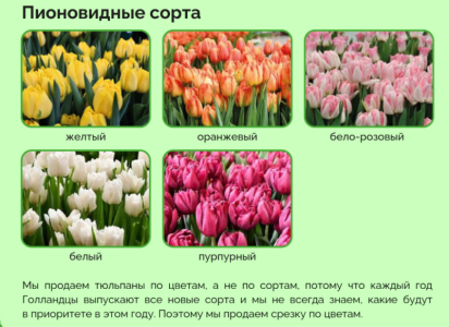 Тюльпаны оптом