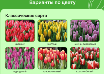 Тюльпаны оптом