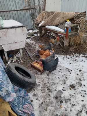 Домашний куры