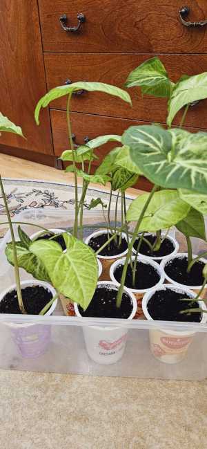 Комнатные растения - Сингониум