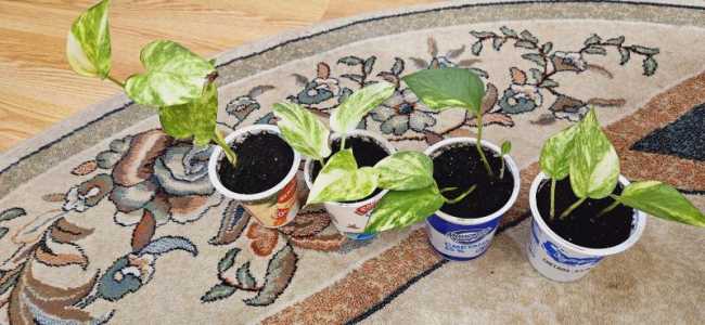 Комнатные растения - Лиана эпипремнум