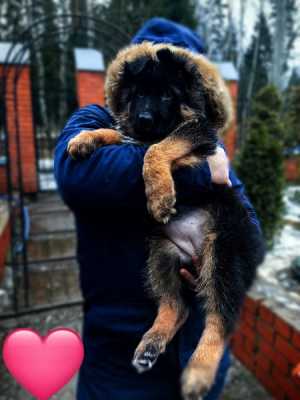 ЭЛИТНЫЕ ЩEНKИ немецкой овчарки