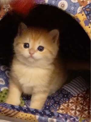 Котята британской шиншилы