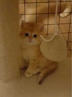 Котята британской шиншилы