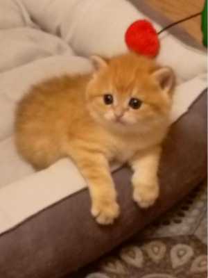 Котята британской шиншилы