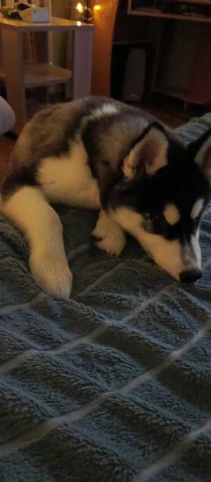 Продам щенка