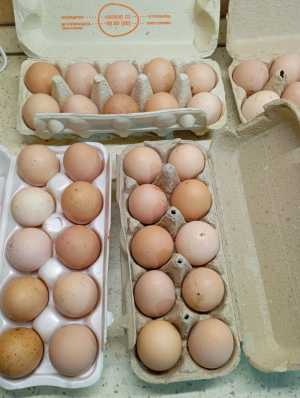 Домашние куриные яйца
