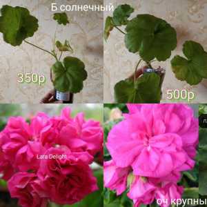 Пеларгония, герань