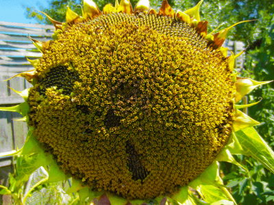 Семина подсолнечника САНМАРИН 456