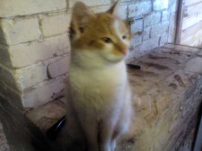 Кошек отдам