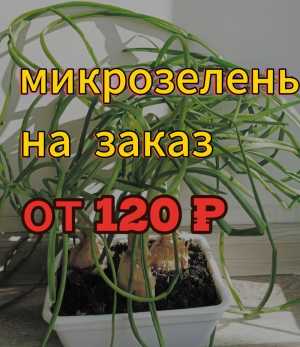 любая микрозелень на заказ