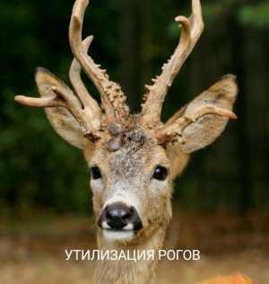 Куплю рога лося,оленя,марала,касули
