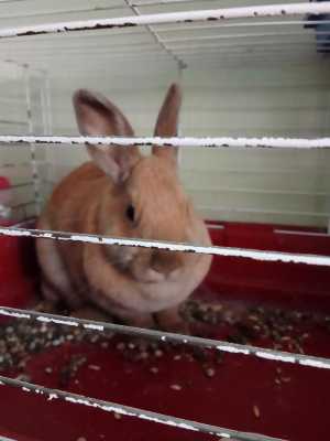 Крольчиха. Возраст год.