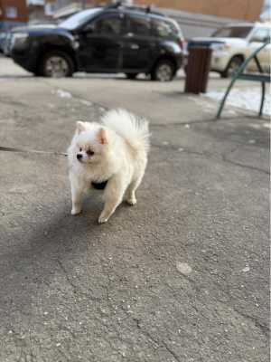 Мини шпиц девочка!